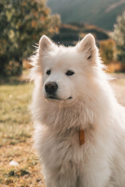 erwachsener flauschiger hund