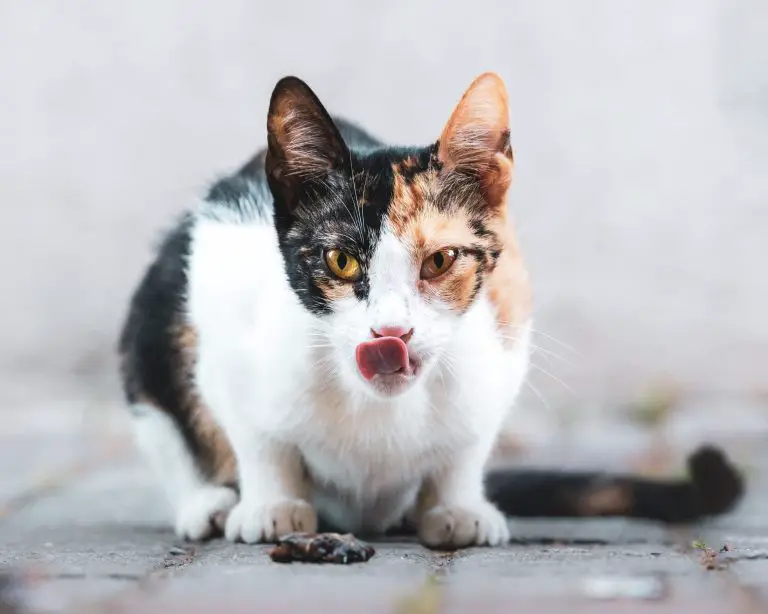 gato lamiendo labios