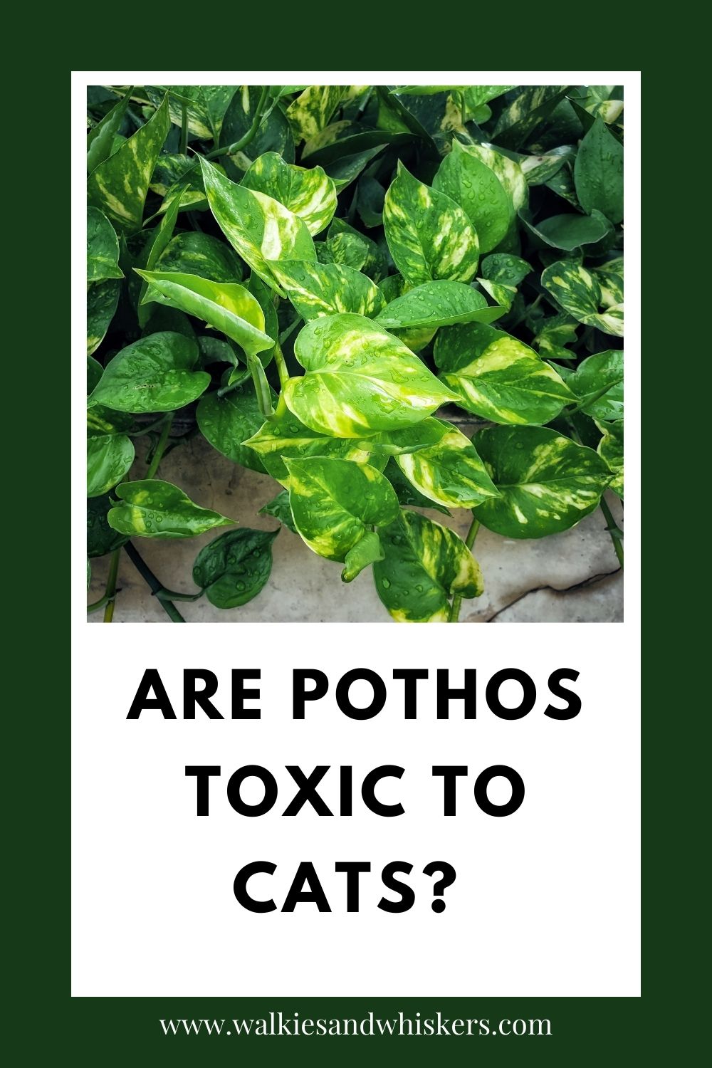 Are Pothos Toxic to Cats? Walkies and Whiskers