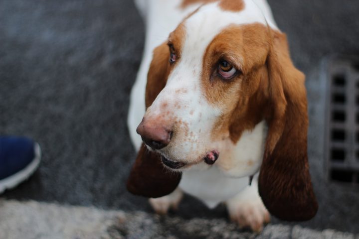 cane dall'aspetto preoccupato