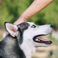 ai cani piace essere animali domestici