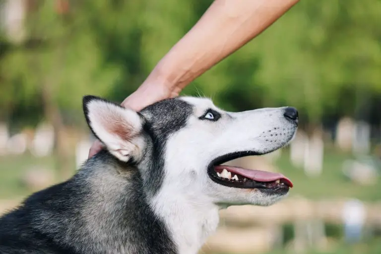 ai cani piace essere animali domestici