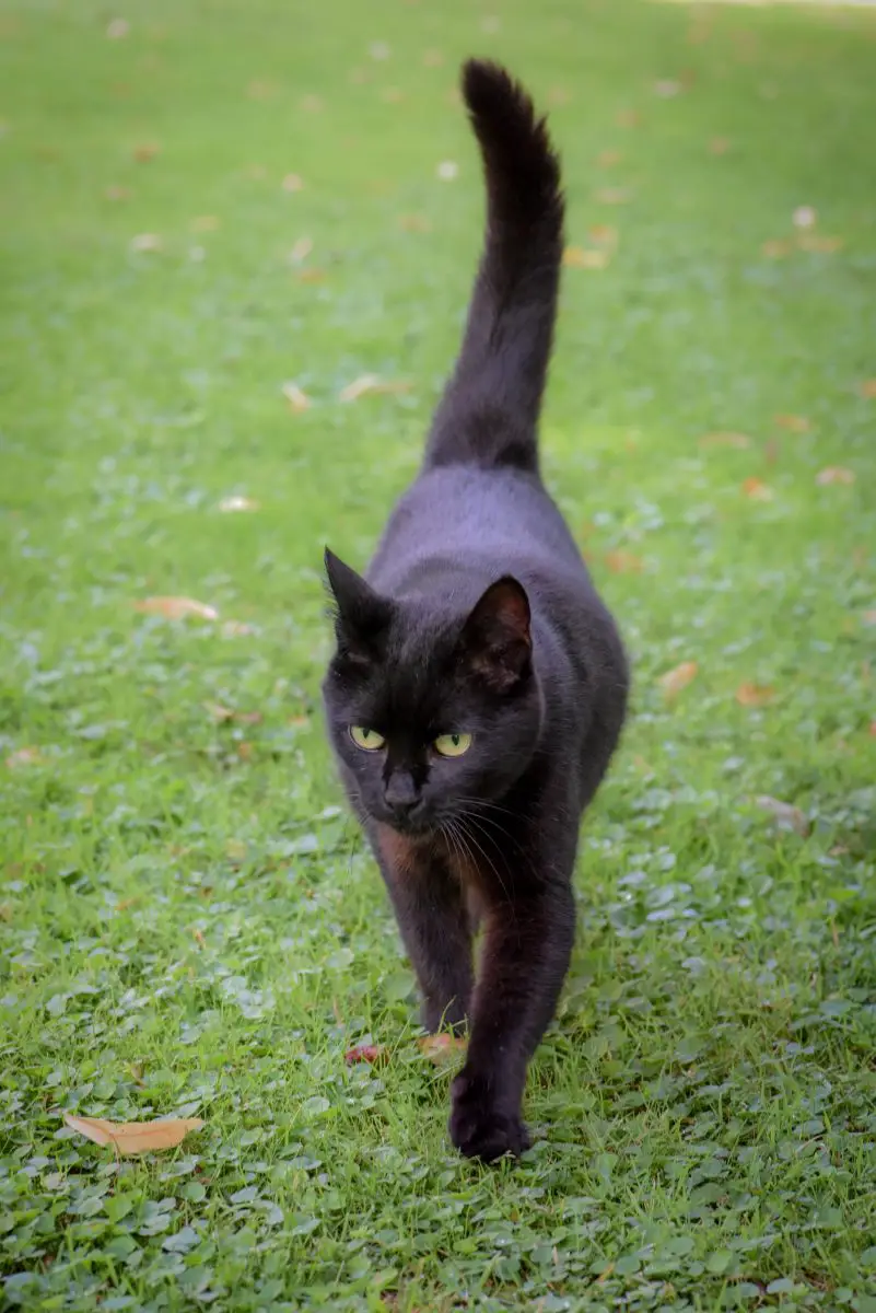 black female cat walking towards me
