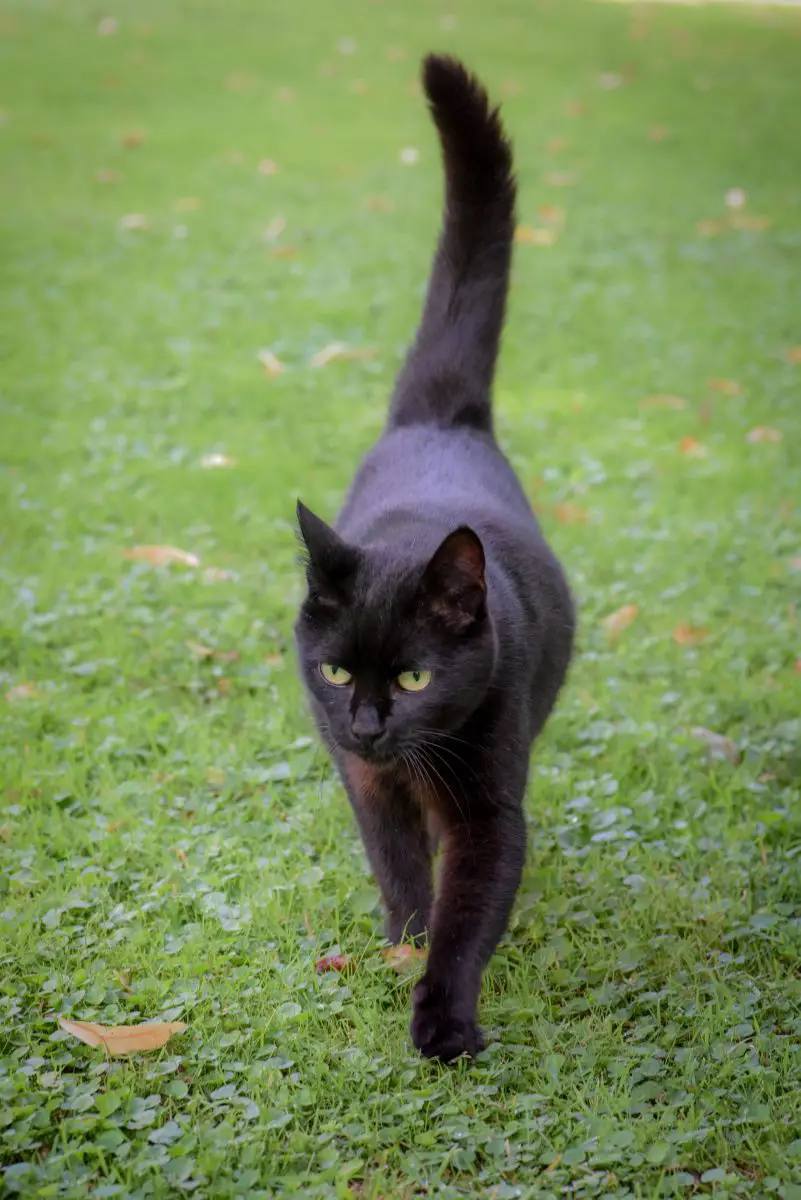 Schwarze weibliche Katze, die auf mich zukommt