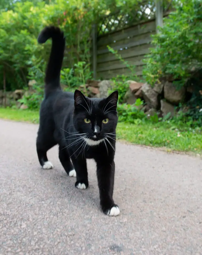 significati della coda di gatto