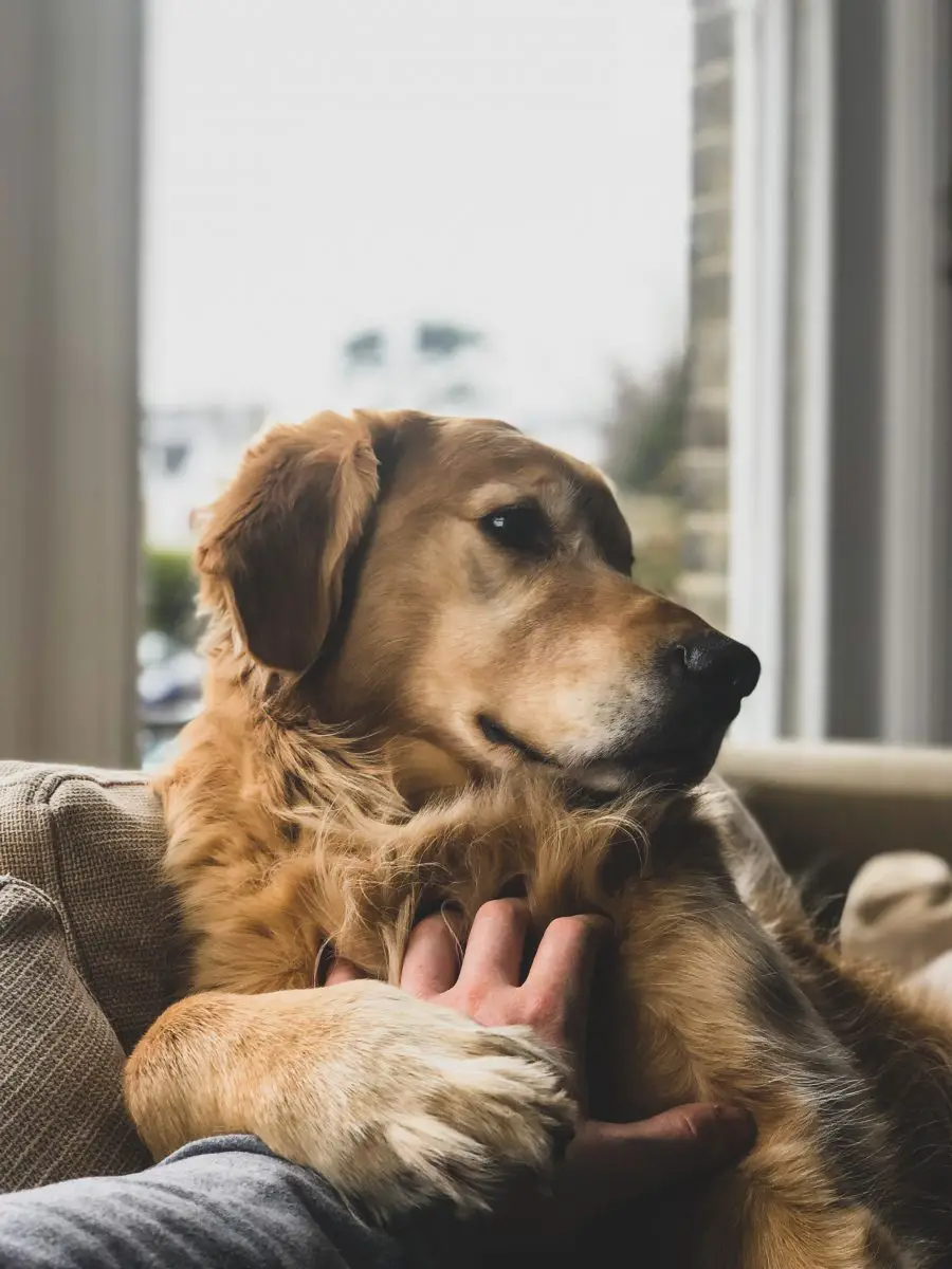Perro marrón en el sofá recibiendo un rasguño