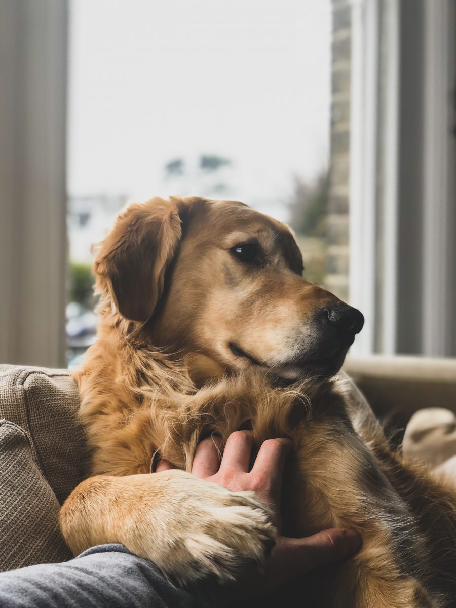 Brauner Hund auf dem Sofa bekommt einen Kratzer