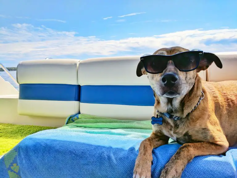 perché il mio cane puzza di pesce