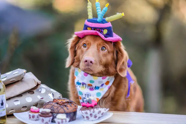 dürfen hunde kuchen essen