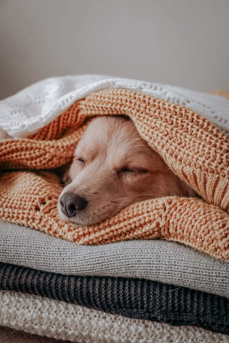 perro acogedor en manta