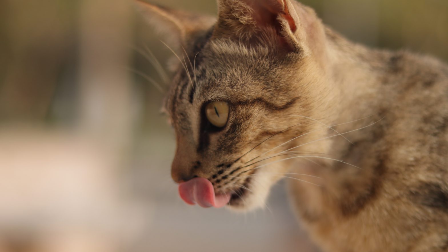 Cat Keeps Licking Lips Why Does My Cat Do This?