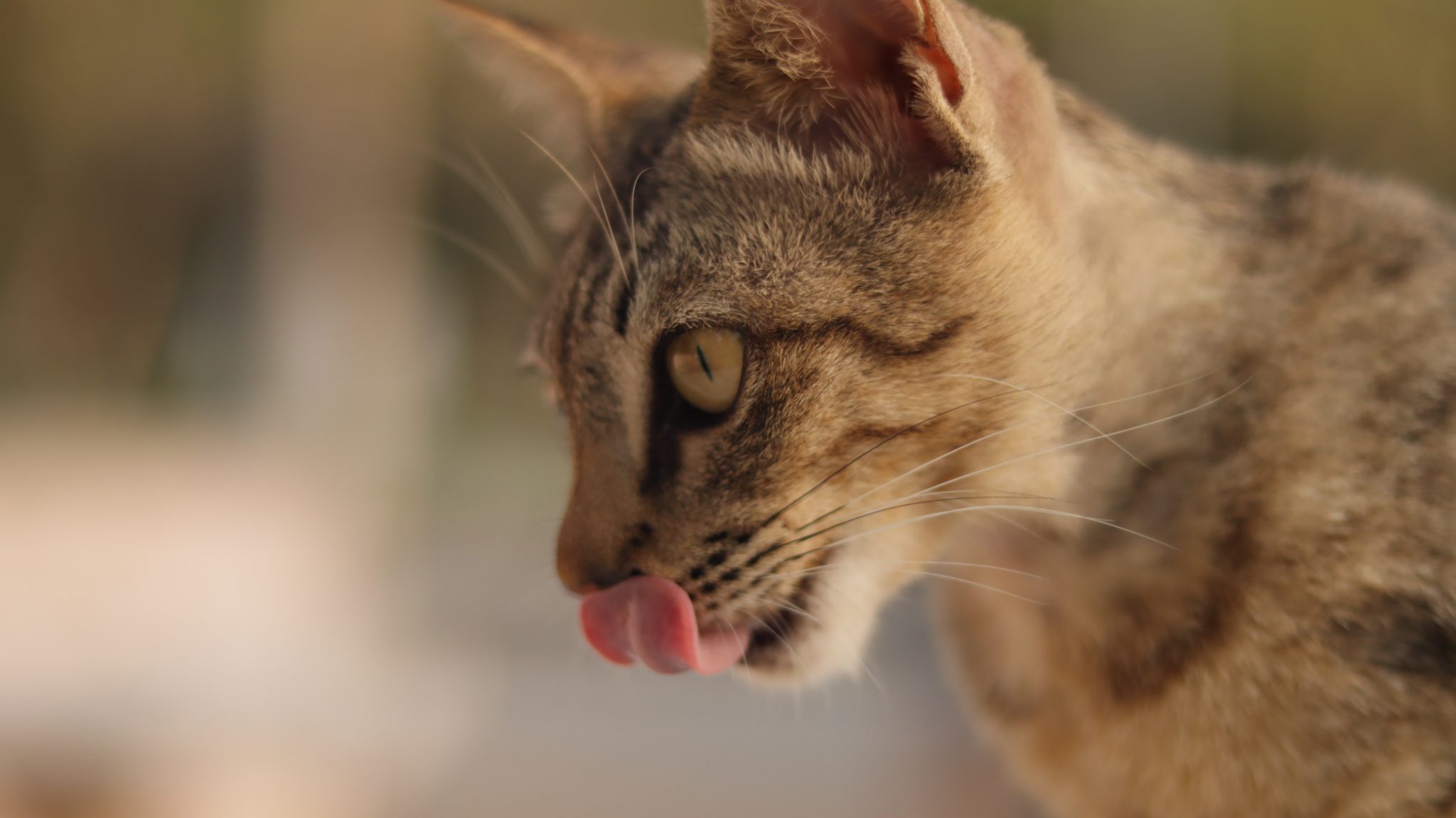 Cat Keeps Licking Lips Why Does My Cat Do This?