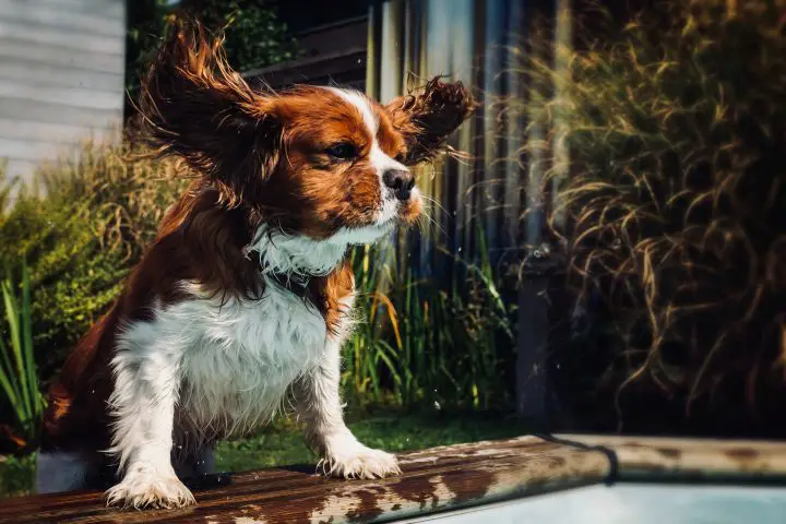 oreilles de chien