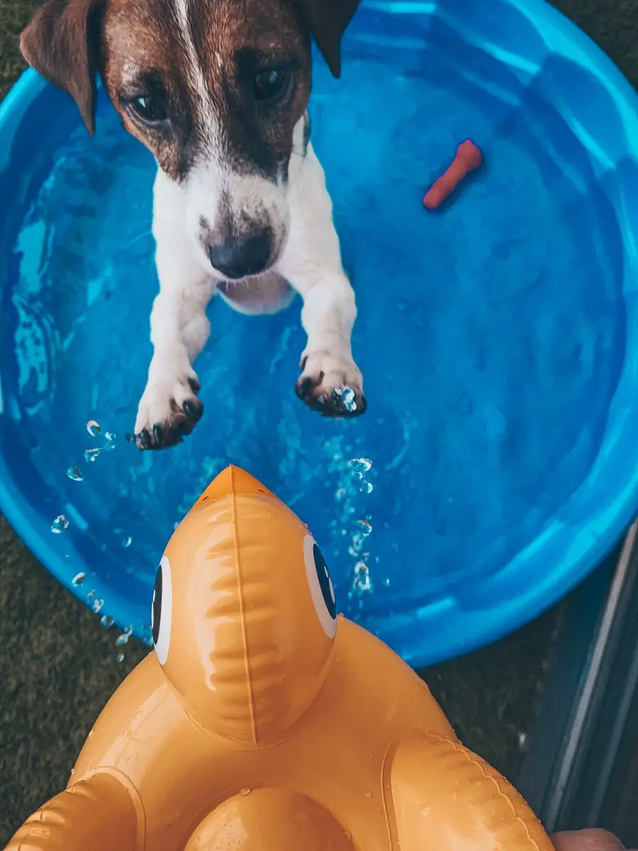 chien dans l'eau - Comment éliminer l'odeur de mouffette de votre chien