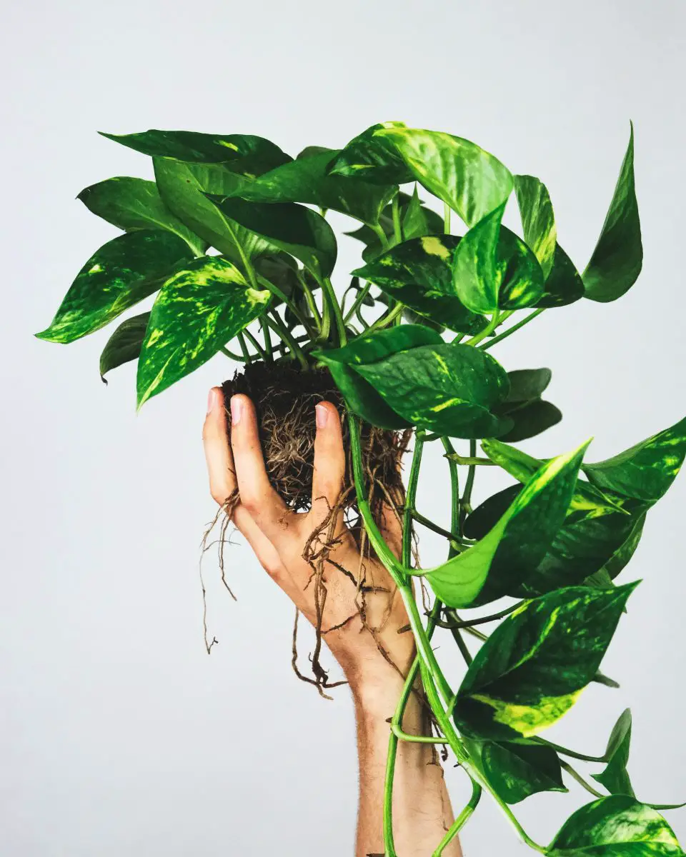 Hand holding a Pothos plant without a pot