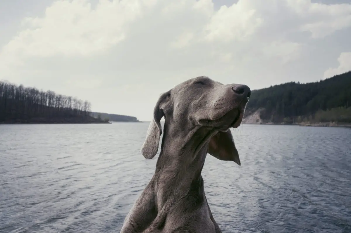 dog at lake