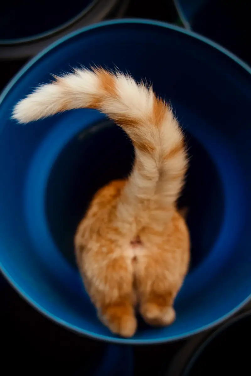 chat tigré orange dans un seau en plastique bleu