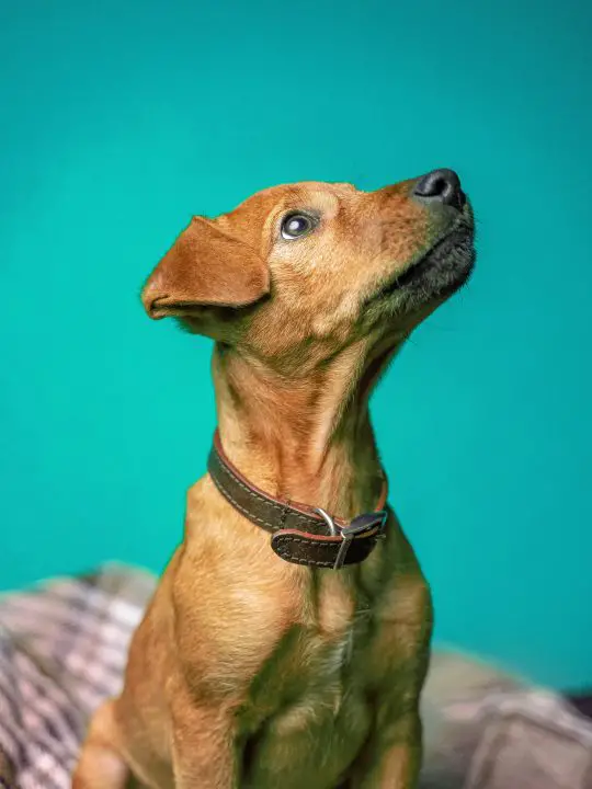 perro pidiendo golosinas