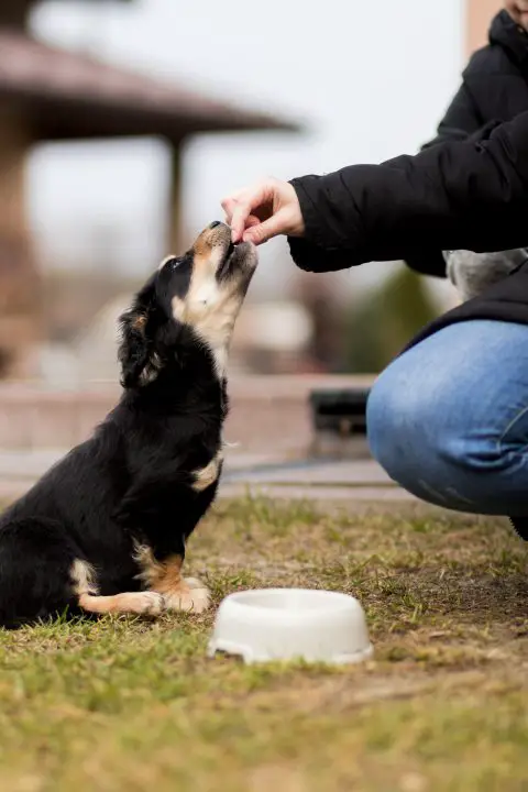 Hund essen