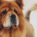 condizioni comuni della pelle del cane