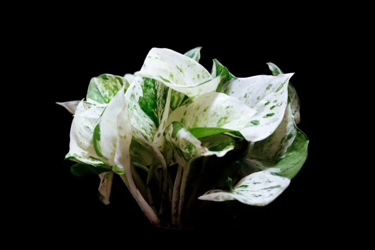 are pothos toxic to cats?