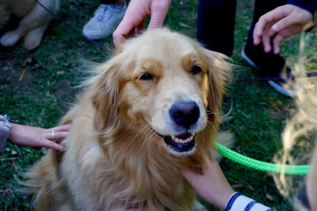 accarezzare correttamente un cane