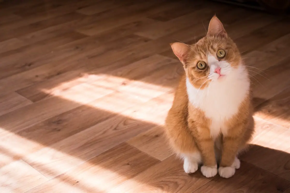 cat looking at owner