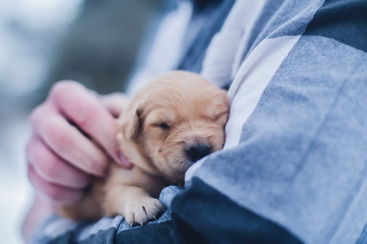 petting a puppy