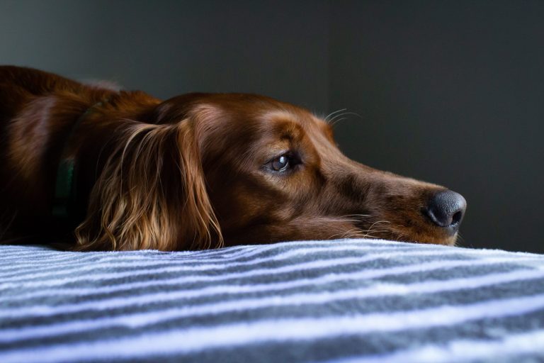 como hacer que un perro enfermo coma