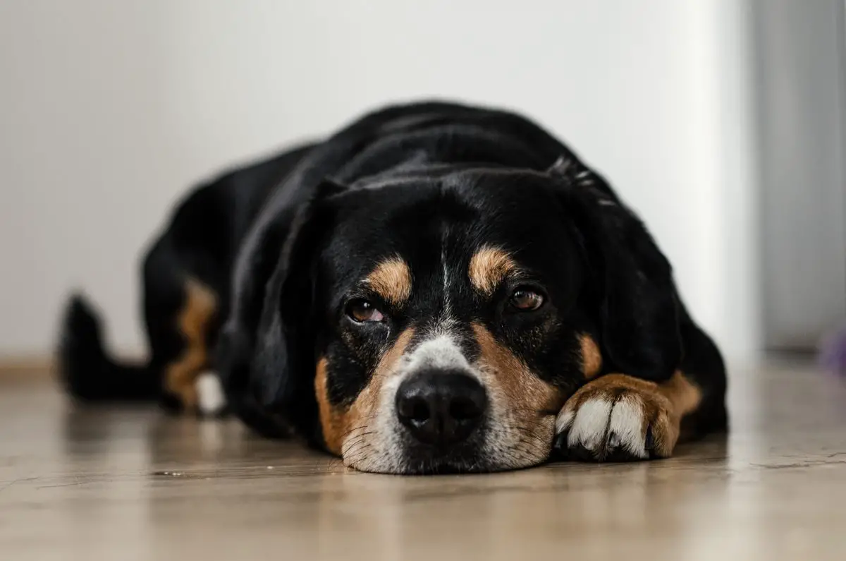 cane nero e marrone a pelo corto sdraiato su una superficie marrone