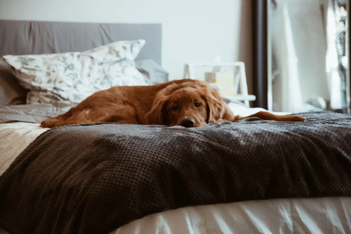 kurzhaariger brauner Hund im Liegen