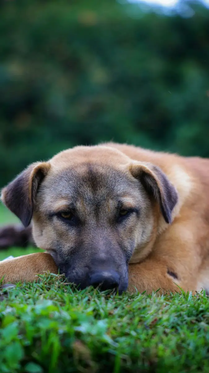 dog on field