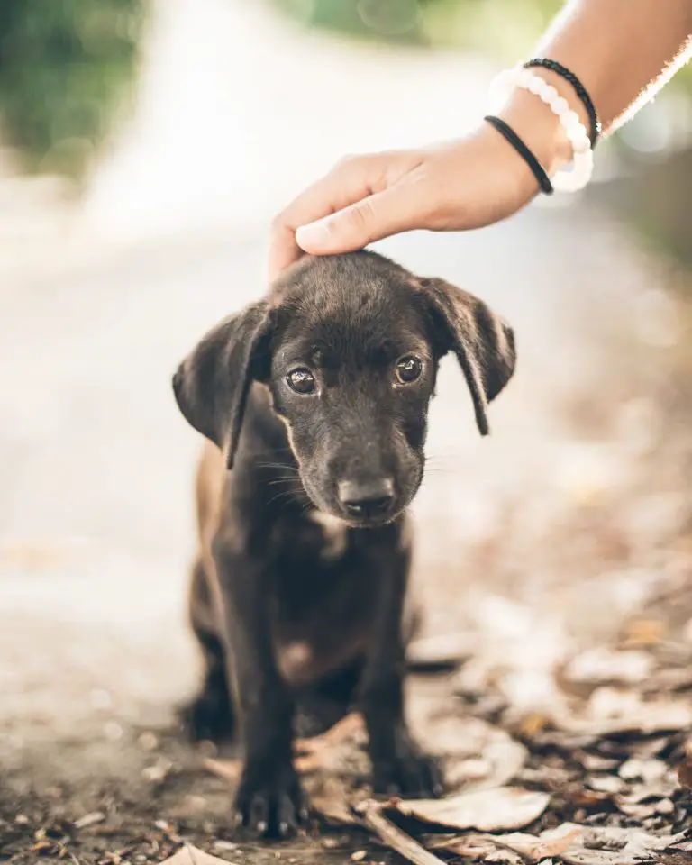 patting the dog