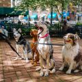 gruppo di cani fuori