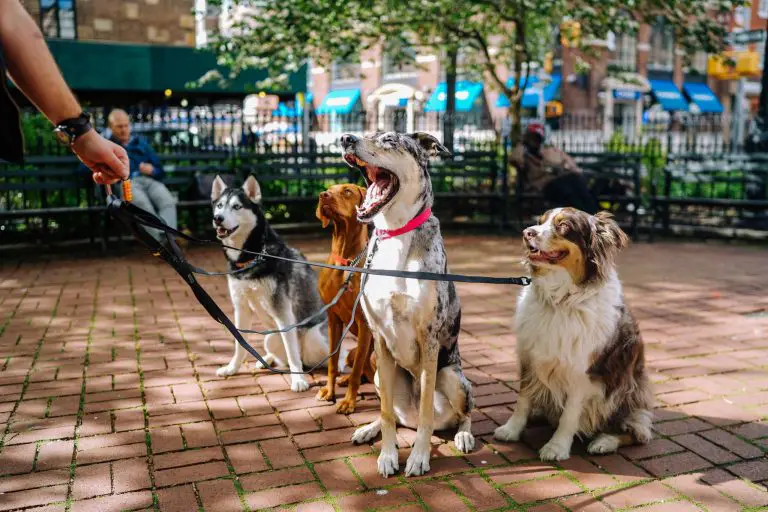 group of dogs outside