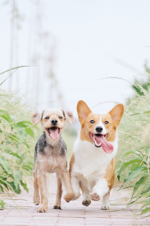 perros corriendo afuera