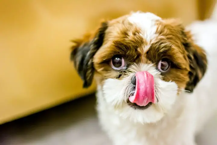 dog licking snout
