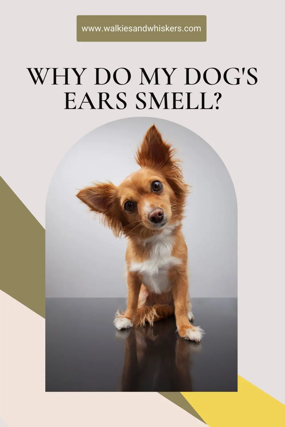 What Can I Use On My Dog S Ears