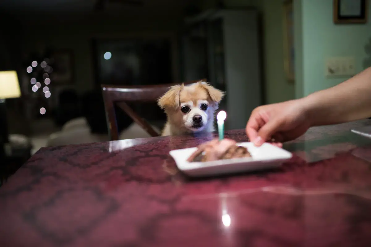 pup with birthday cake