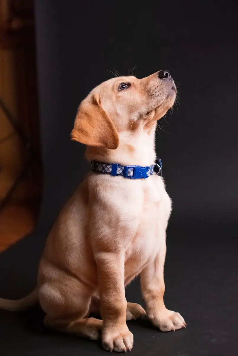 Cachorro de laboratorio amarillo frente a un fondo negro