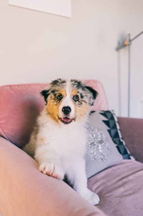 are mini australian shepherds good with cats