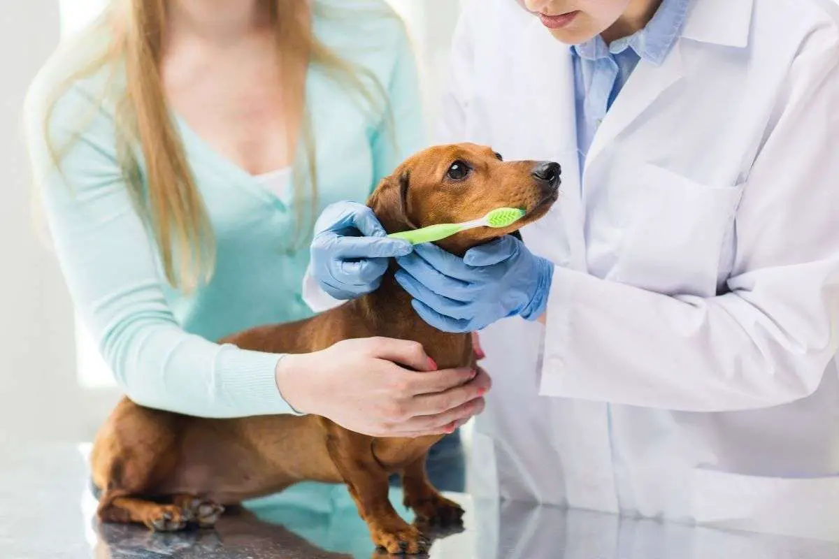 Cepilla los dientes de tu perro