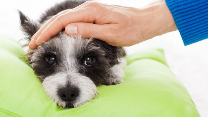 Pourquoi mon chien vomit-il jaune ? – Causes et solutions