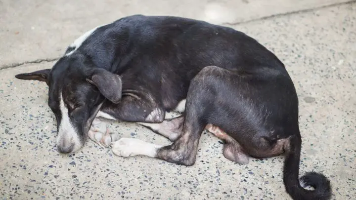 ¿Por qué mi perro vomita amarillo? – Causas y Soluciones