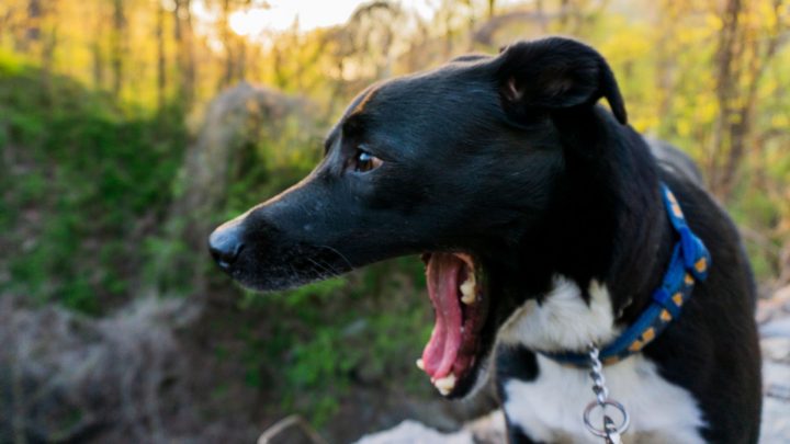 ¿Por qué mi perro vomita amarillo? – Causas y Soluciones