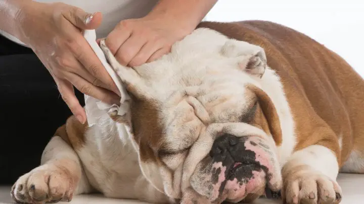 Cómo limpiar las orejas de un perro