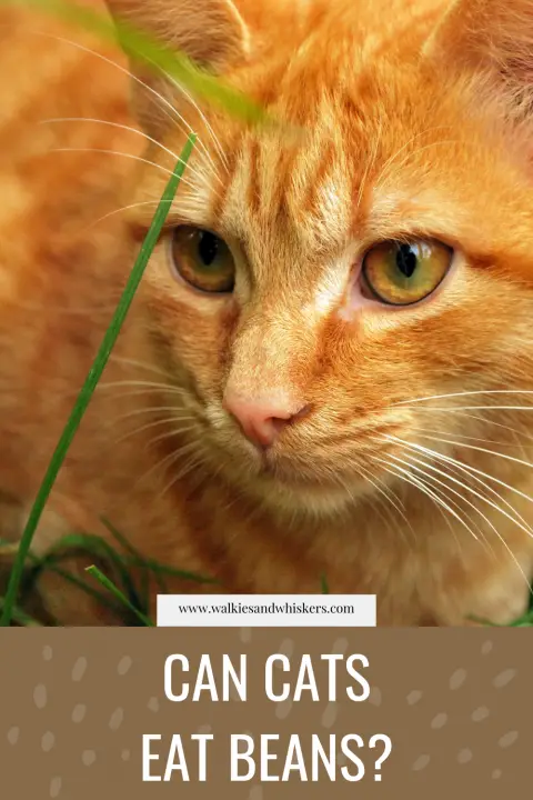Photo inspiration: Visual Reference: Can Cats Eat Beans