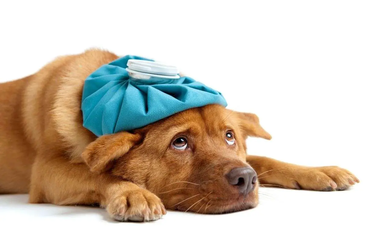 Hunde-Influenza