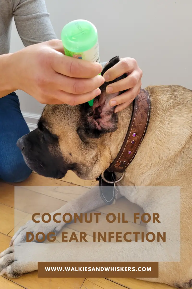 does coconut oil kill ear mites in dogs