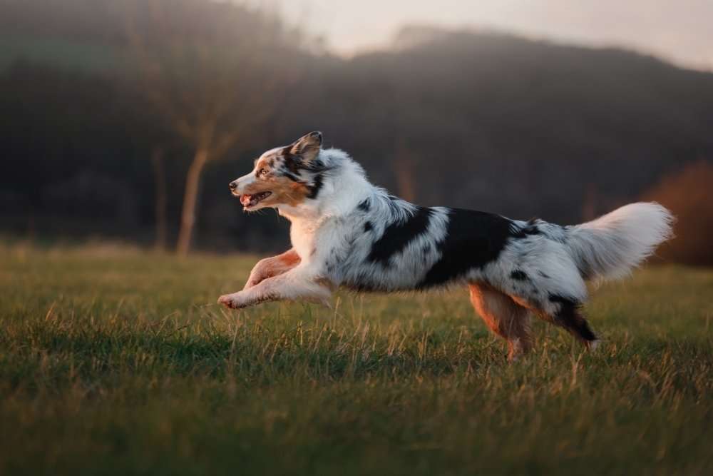 Les chiens se lassent-ils d'aboyer_petsmao